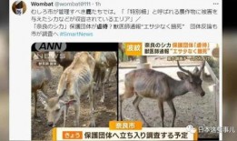 小鹿弟弟爆料了吗视频,视频内容深度解析