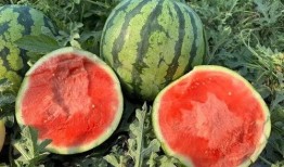 如何免费领吃瓜,揭秘如何轻松领取免费美食瓜分活动