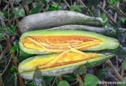 武都网红吃瓜事件真相是真的吗,真相揭秘，还原事件始末