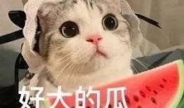 文安吃瓜网红是谁,网络红人的崛起与影响力