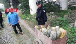 和县网红吃瓜事件视频最新,一场网络狂欢背后的真相揭秘